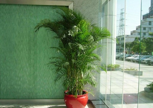 售楼部花卉