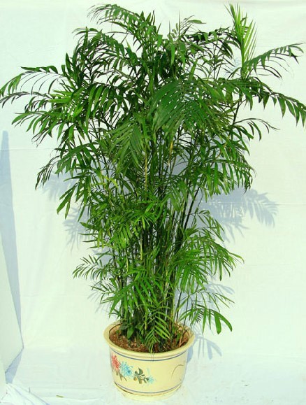 夏威夷椰子