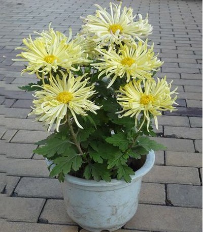 菊花