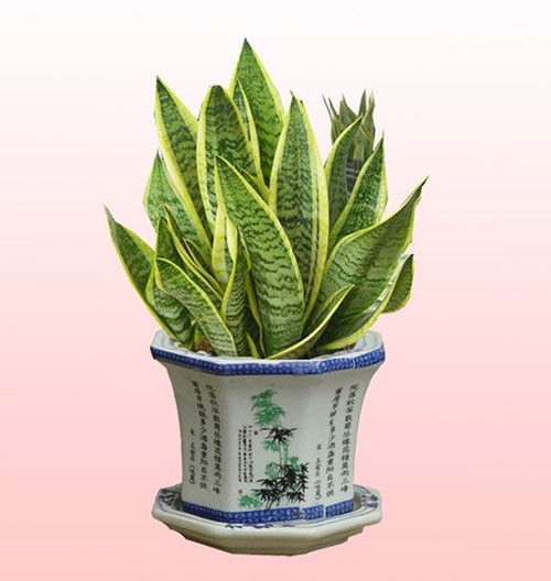 虎尾兰