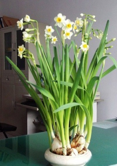 水仙花