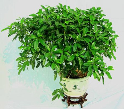 非洲茉莉