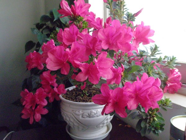 杜鹃花