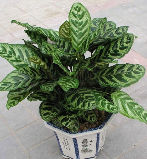 孔雀竹芋