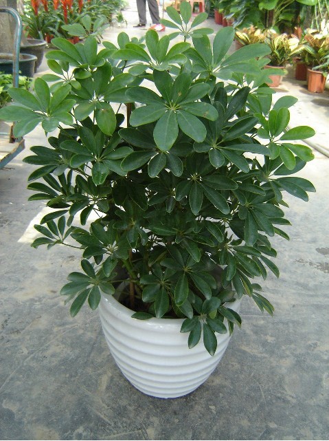 鸭脚木（鹅掌柴）