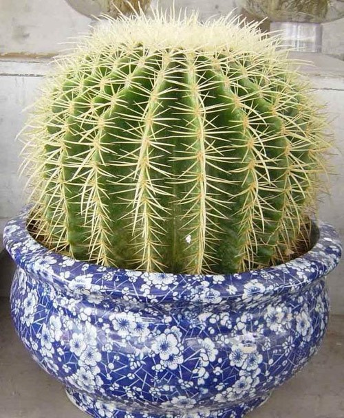 金虎