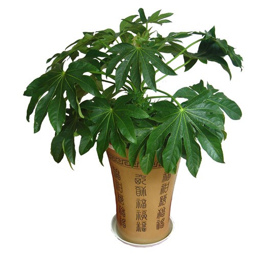 八角金盘